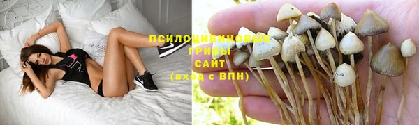 прущие грибы Абинск